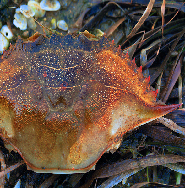 blue crab 