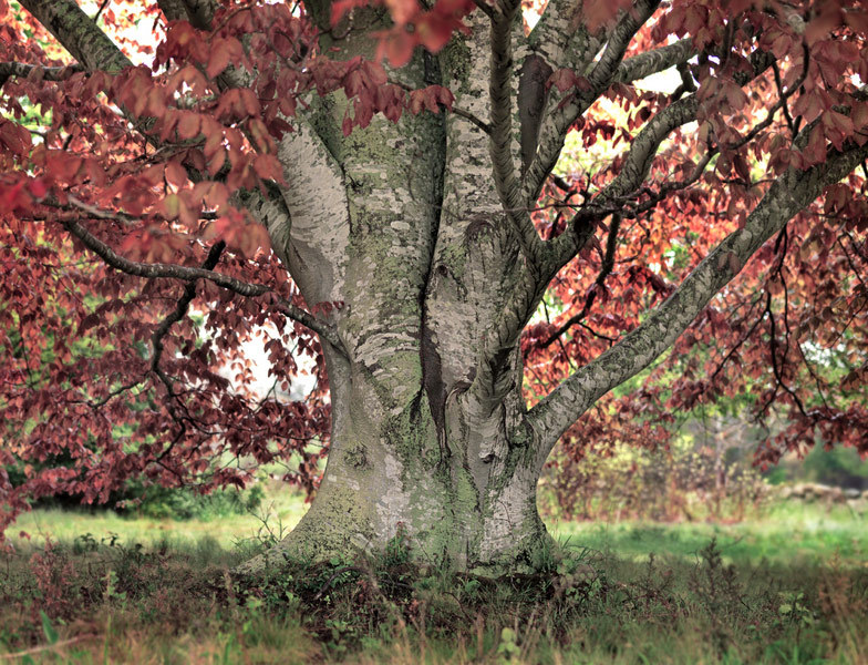 European purple beech