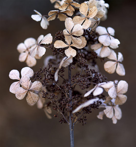 oak-leaf hydrangea