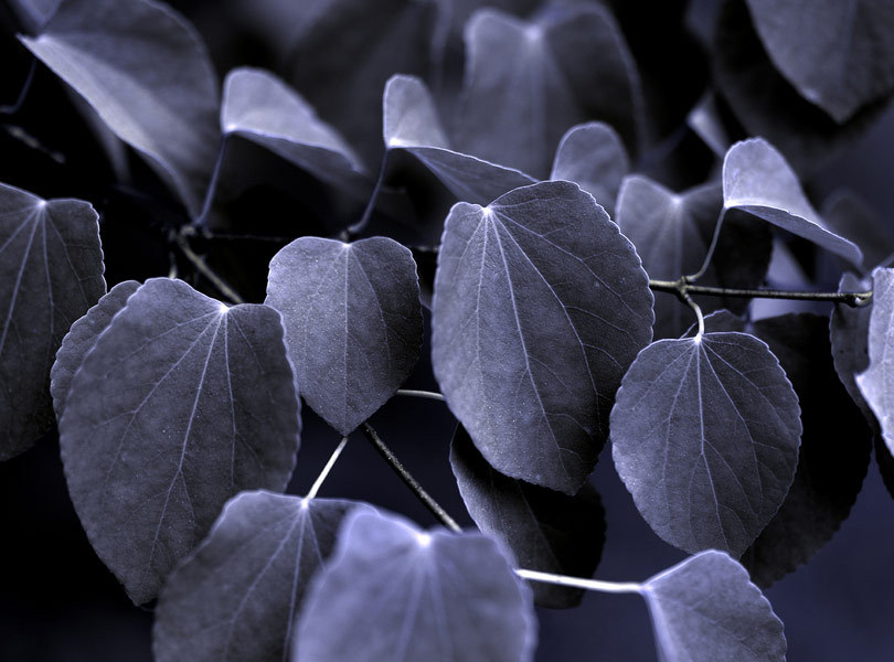 Japanese katsura (detail)