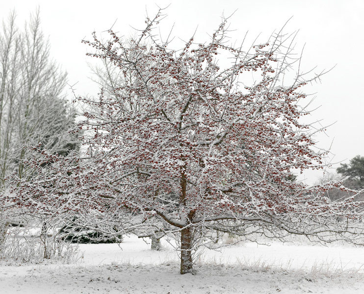 tea crabapple