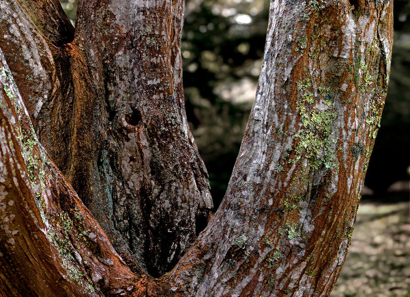 Japanese hornbeam